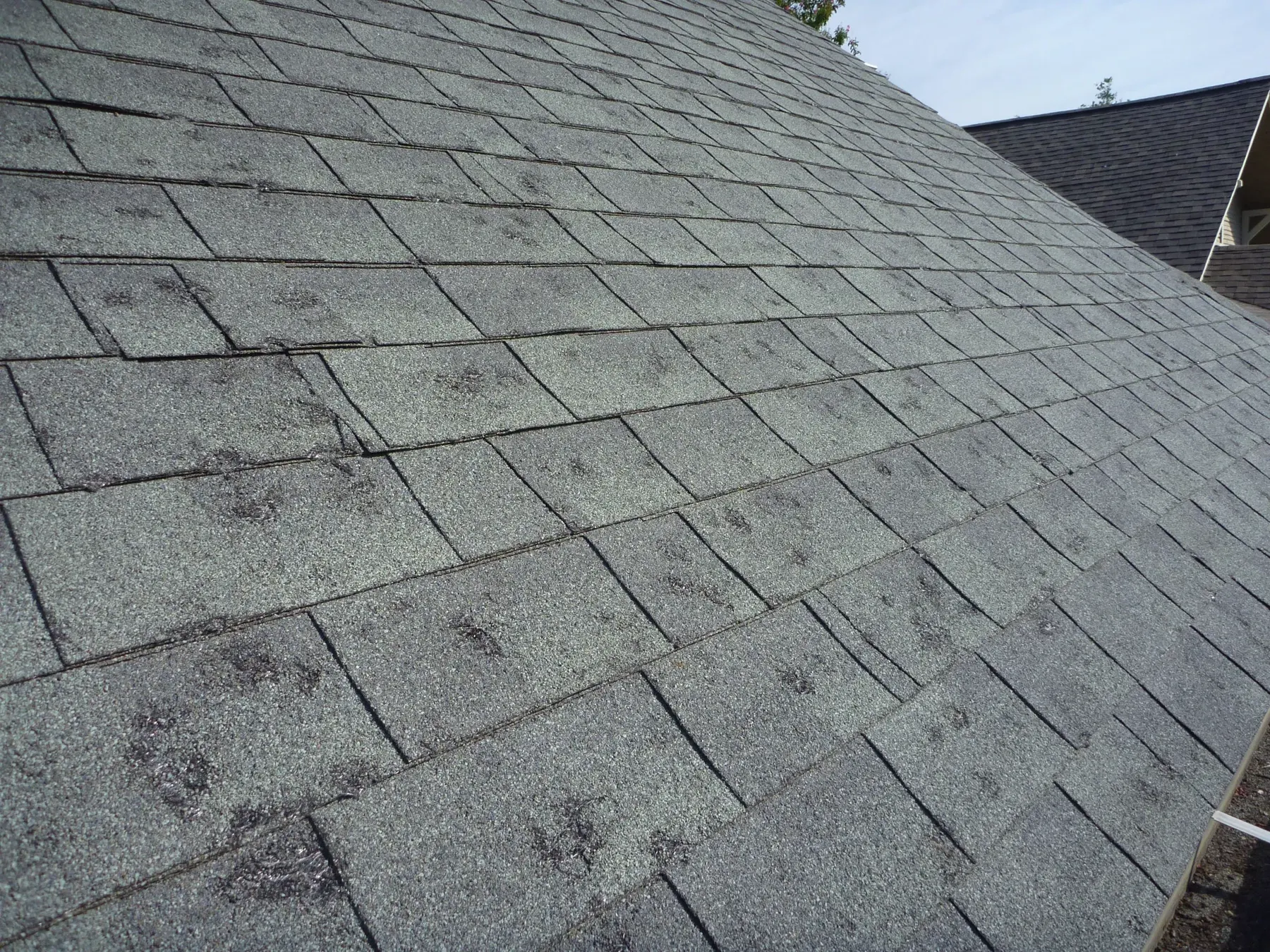 Architectural asphalt shingle roof showing granule wear